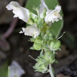 Linaria tristis subsp. mesatlantica