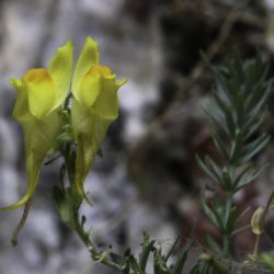 Linaria tristis subsp. pectinata