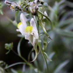 Linaria tristis