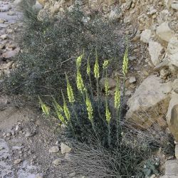 Linaria ventricosa