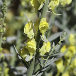 Linaria ventricosa