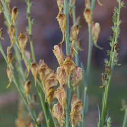 Linaria ventricosa