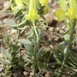 Linaria warionis