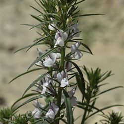 Misopates calycinum
