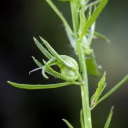 Misopates calycinum