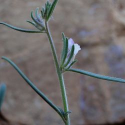 Misopates orontium