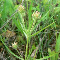 Plantago afra