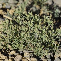 Plantago afra