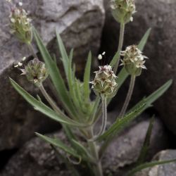 Plantago afra