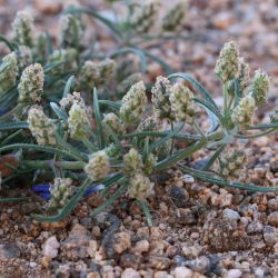 Plantago afra