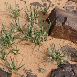 Plantago akkensis subsp. ounifensis