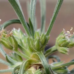 Plantago akkensis subsp. ounifensis