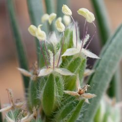 Plantago akkensis subsp. ounifensis