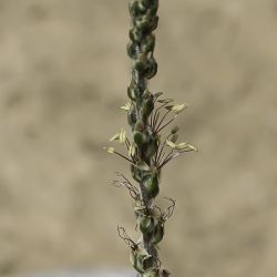 Plantago albicans