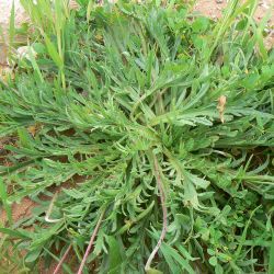 Plantago coronopus subsp. coronopus
