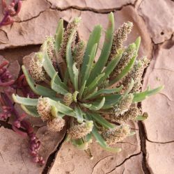 Plantago macrorhiza
