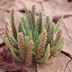 Plantago macrorhiza