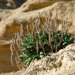 Plantago macrorhiza