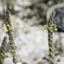 Plantago maritima