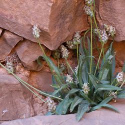 Plantago ovata