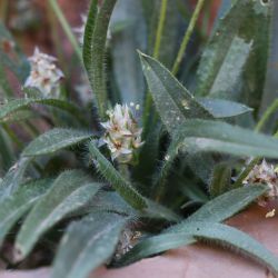 Plantago ovata