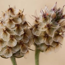 Plantago ovata
