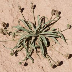 Plantago ovata