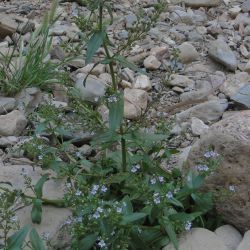 Veronica anagallis-aquatica