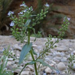 Veronica anagallis-aquatica