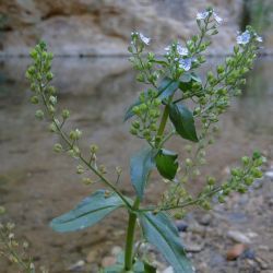 Veronica anagallis-aquatica