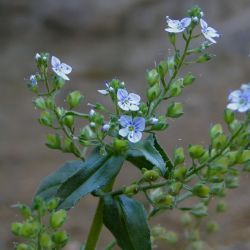 Veronica anagallis-aquatica