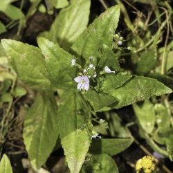 Veronica anagallis-aquatica