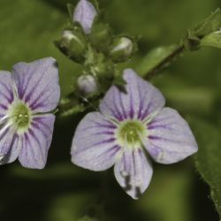 Veronica anagallis-aquatica