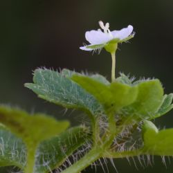 Veronica cymbalaria subsp. cymbalaria