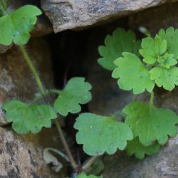 Veronica cymbalaria subsp. cymbalaria