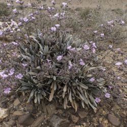 Ceratolimon feei var. grandiflorum