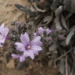 Ceratolimon feei var. grandiflorum