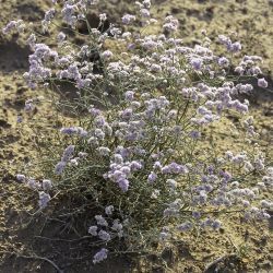 Limonium alleizettei