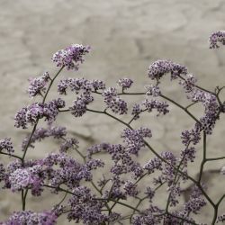 Limonium alleizettei