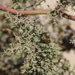 Limonium asparagoides