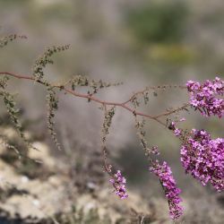 Limonium asparagoides