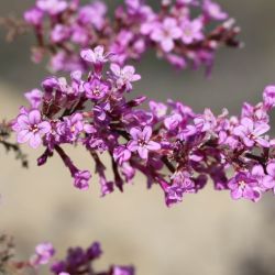 Limonium asparagoides