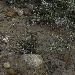 Limonium auriculaeursifolium