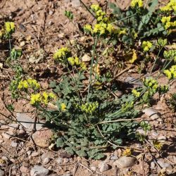 Limonium bonduellei