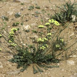 Limonium bonduellei