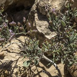 Limonium chrysopotamicum