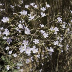 Limonium delicatulum subsp. delicatulum