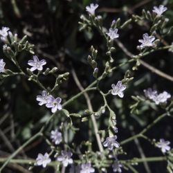 Limonium delicatulum subsp. delicatulum