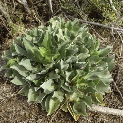 Limonium delicatulum subsp. delicatulum