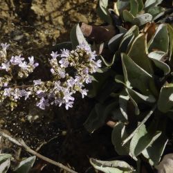 Limonium delicatulum subsp. delicatulum